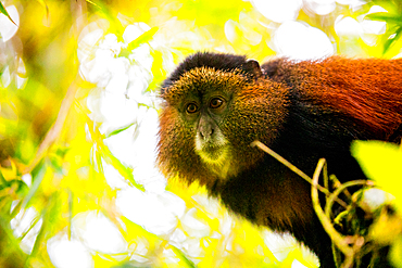 Golden Monkey in Volcanoes National Park, Rwanda, Africa