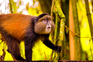 Golden Monkey in Volcanoes National Park, Rwanda, Africa