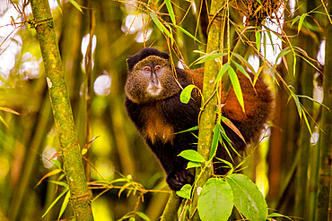 Golden Monkey in Volcanoes National Park, Rwanda, Africa