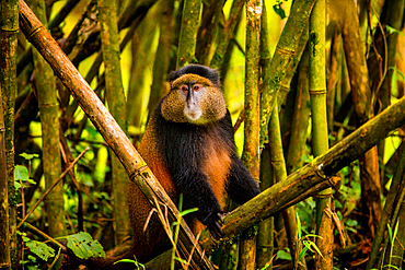 Golden Monkey in Volcanoes National Park, Rwanda, Africa