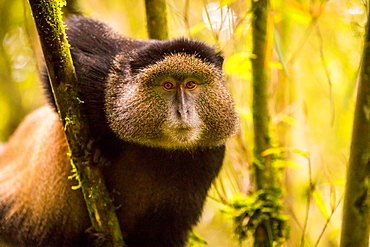 Golden Monkey in Volcanoes National Park, Rwanda, Africa