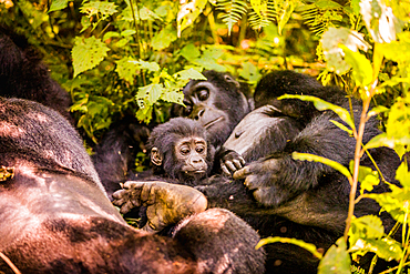 Mountain Gorillas in Bwindi Impenetrable Forest National Park, UNESCO World Heritage Site, Uganda, East Africa, Africa