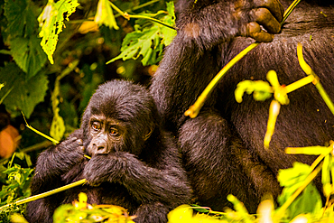 Mountain Gorillas in Bwindi Impenetrable Forest National Park, UNESCO World Heritage Site, Uganda, East Africa, Africa