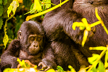 Mountain Gorillas in Bwindi Impenetrable Forest National Park, UNESCO World Heritage Site, Uganda, East Africa, Africa