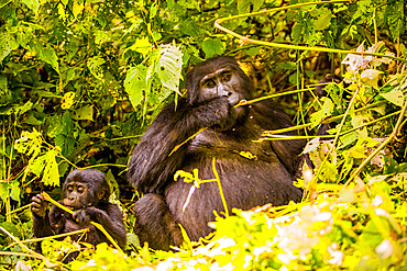 Mountain Gorillas in Bwindi Impenetrable Forest National Park, UNESCO World Heritage Site, Uganda, East Africa, Africa