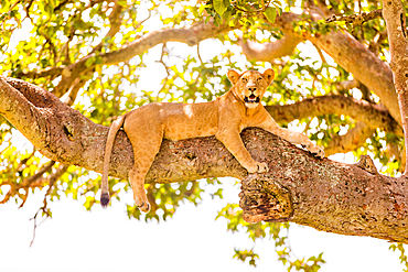 Hanging Lions in the Ishasha sector, Queen Elizabeth National Park, Uganda, East Africa, Africa