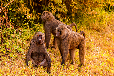 Baboons in Bwindi Impenetrable Forest National Park, Uganda, East Africa, Africa