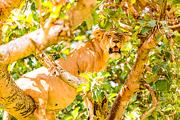 Hanging Lions in the Ishasha sector, Queen Elizabeth National Park, Uganda, East Africa, Africa