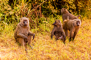 Baboons in Bwindi Impenetrable Forest National Park, Uganda, East Africa, Africa