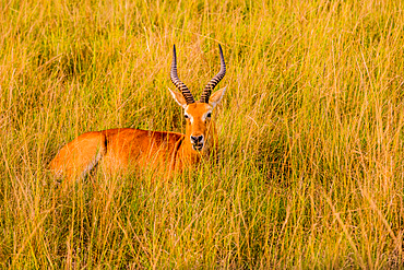 Antelope in Queen Elizabeth National Park, Uganda, East Africa, Africa