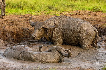 African Cape buffalo in Queen Elizabeth National Park, East Africa, Africa