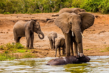 Elephants in Queen Elizabeth National Park, Uganda, East Africa, Africa