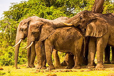 Elephants in Queen Elizabeth National Park, Uganda, East Africa, Africa