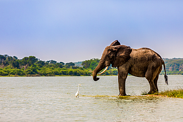 Elephants in Queen Elizabeth National Park, Uganda, East Africa, Africa