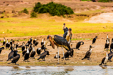 Wild birds in Queen Elizabeth National Park, Uganda, East Africa, Africa