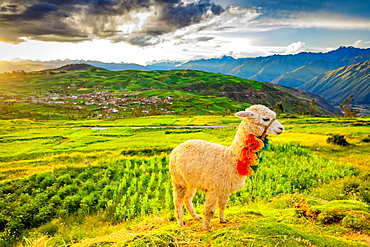 Llama, Moray, Peru, South America