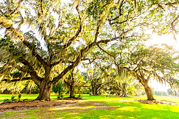 The Tree of Life in Audubon Park, New Orleans, Louisiana, United States of America, North America