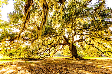 The Tree of Life in Audubon Park, New Orleans, Louisiana, United States of America, North America