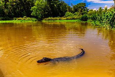 Alligators, swamp near New Orleans, Louisiana, United States of America, North America