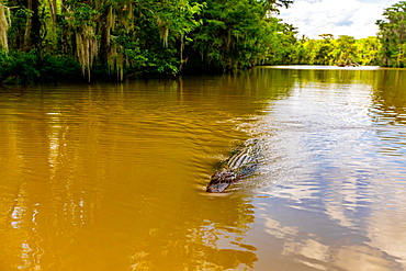 Alligators, swamp near New Orleans, Louisiana, United States of America, North America