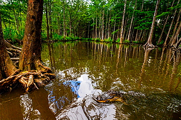 Alligators, swamp near New Orleans, Louisiana, United States of America, North America