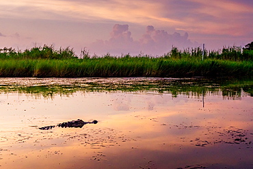 Alligator Alley is home to so many alligators that it's impossible to not spot one, Louisiana, United States of America, North America