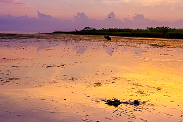 Alligator Alley is home to so many alligators that it's impossible to not spot one, Louisiana, United States of America, North America