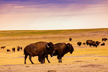 American Bison in their natural habitat of the Badlands, South Dakota, United States of America, North America