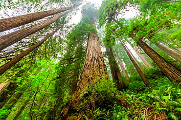 Mount Shasta Forest, California, United States of America, North America