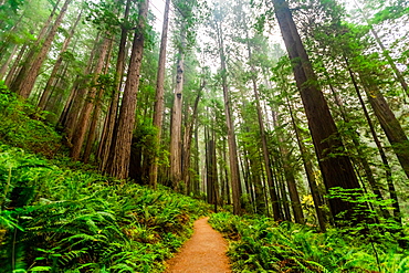 Mount Shasta Forest, California, United States of America, North America