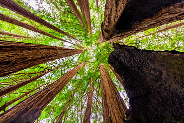 Beautiful giant redwoods, Big Sur, California, United States of America, North America