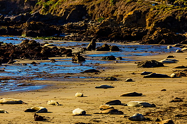 Seals along the beach bathing in the sun, Big Sur, California, United States of America, North America