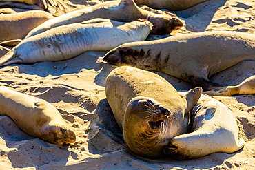 Seals along the beach bathing in the sun, Big Sur, California, United States of America, North America