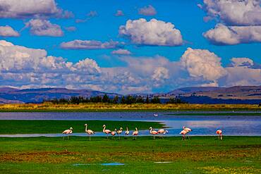 Flamingos grazing by lake, Ayacucho, Peru, South America