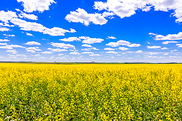 Rolling field of yellow flowers under a blue sky and fluffy clouds, North Dakota, United States of America, North America