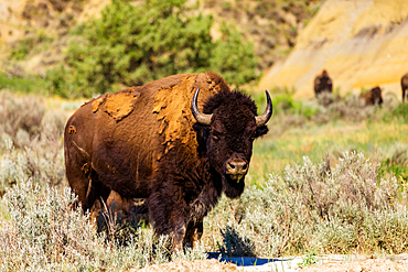 Bison grazing along the Theodore Roosevelt National Park North Unit, North Dakota, United States of America, North America