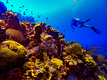 Man scuba diving while exploring the coral reefs of Bonaire, Netherlands Antilles, Caribbean, Central America