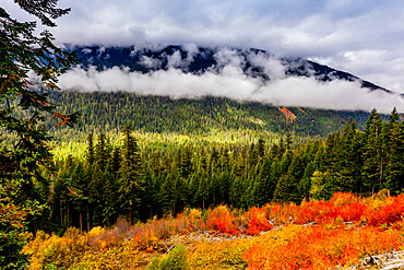 Colorful view overlooking Mount Rainier National Park, Washington State, United States of America, North America