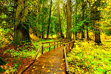 Quiet wooden path in Mount Rainier National Park, Washington State, United States of America, North America