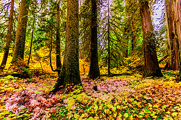 Fall colors throughout Mount Rainier National Park, Washington State, United States of America, North America