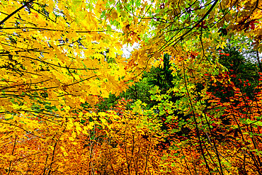 Fall colors in Mount Rainier National Park, Washington State, United States of America, North America