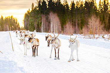 Herding reindeer in beautiful snowy landscape of Jorn, Sweden, Scandinavia, Europe