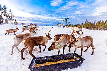 Herding reindeer in beautiful snowy landscape of Jorn, Sweden, Scandinavia, Europe