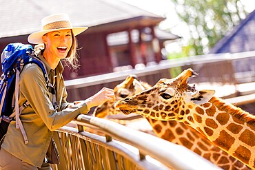 Woman enjoying the Giraffes at a local Elephant and Giraffe sanctuary, Kenya, East Africa, Africa