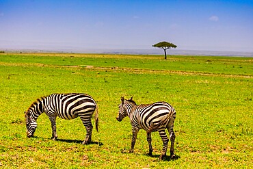 Zebras in the Maasai Mara National Reserve, Kenya, East Africa, Africa