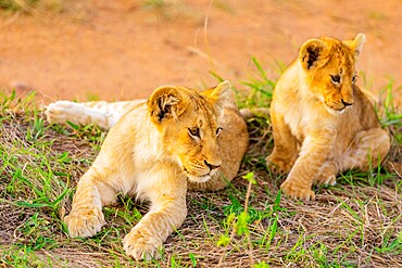 Lion cubs, Maasai Mara National Reserve, Kenya, East Africa, Africa