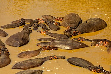 Hippos enjoying the water seen on a Safari in the Maasai Mara National Reserve, Kenya, East Africa, Africa