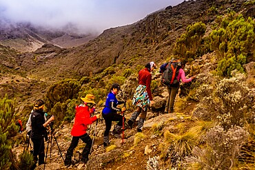 Women on their way up Mount Kilimanjaro, UNESCO World Heritage Site, Tanzania, East Africa, Africa