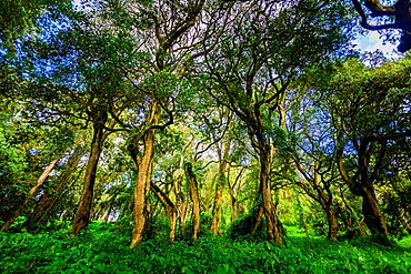 Beautiful green forest on the trail leading up Mount Kilimanjaro, Tanzania, East Africa, Africa