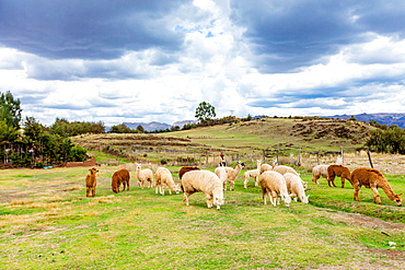 Llamas, Cusco, Peru, South America